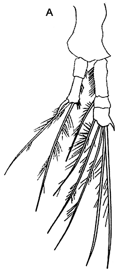 Espce Neomormonilla minor - Planche 10 de figures morphologiques