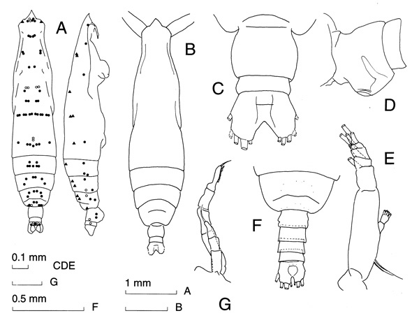 Species Pareucalanus sewelli - Plate 1 of morphological figures