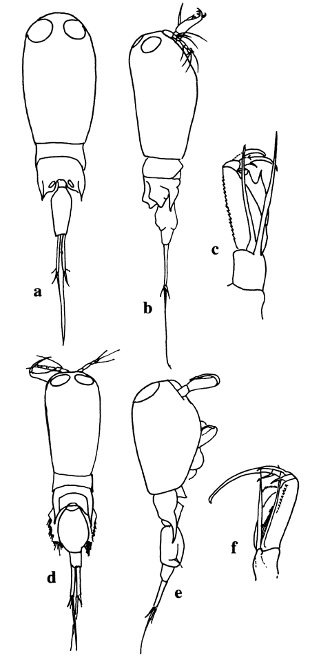 Species Corycaeus (Agetus) typicus - Plate 22 of morphological figures
