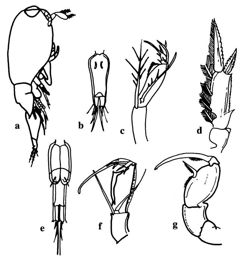 Espèce Farranula rostrata - Planche 17 de figures morphologiques