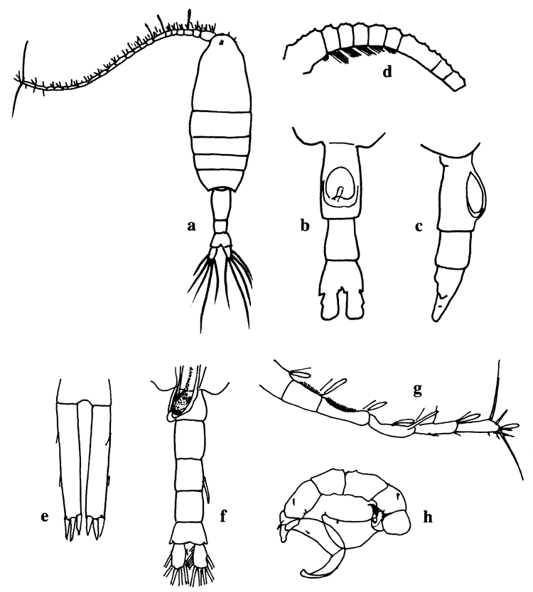 Species Pleuromamma gracilis - Plate 32 of morphological figures