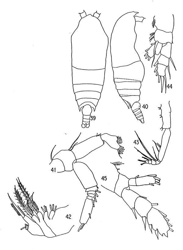 Espèce Aetideopsis retusa - Planche 3 de figures morphologiques