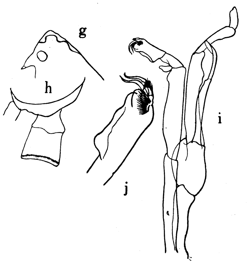 Espèce Scottocalanus terranovae - Planche 3 de figures morphologiques
