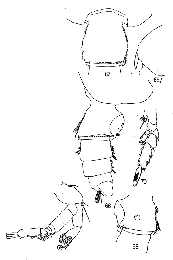 Espèce Pseudochirella notacantha - Planche 4 de figures morphologiques