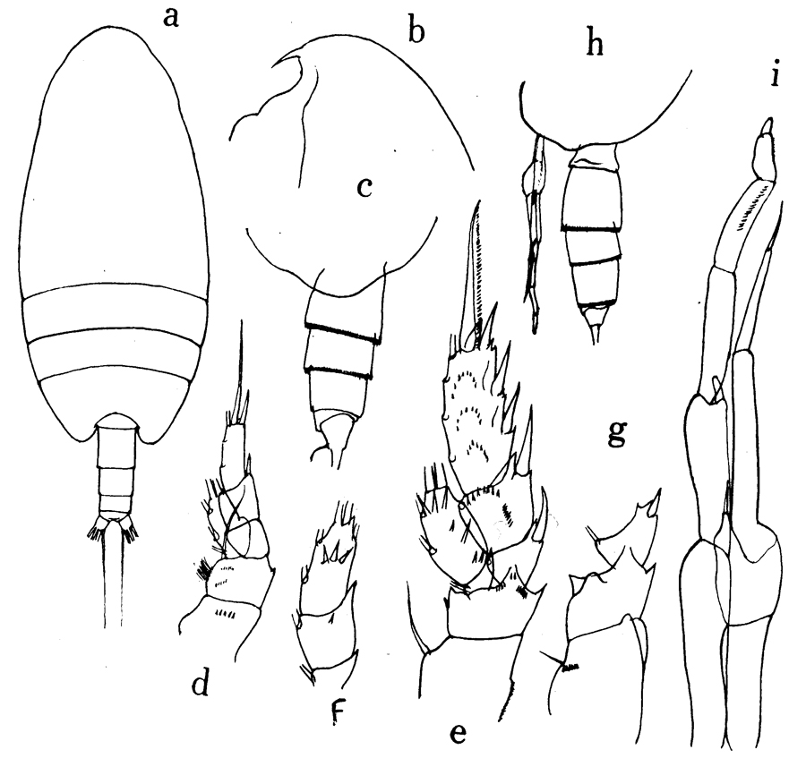 Espce Scolecithricella nicobarica - Planche 7 de figures morphologiques