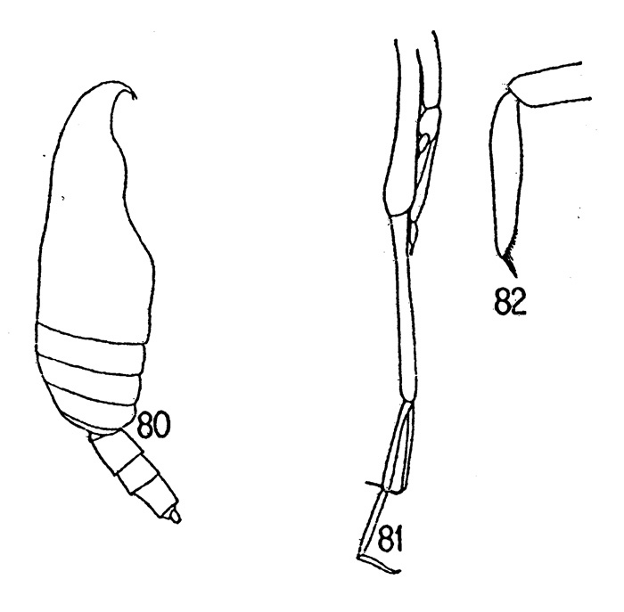 Species Pseudoamallothrix indica - Plate 1 of morphological figures