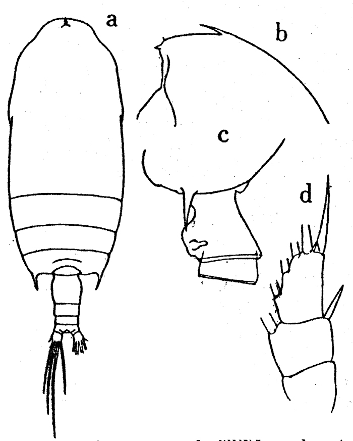 Espèce Gaetanus armiger - Planche 13 de figures morphologiques