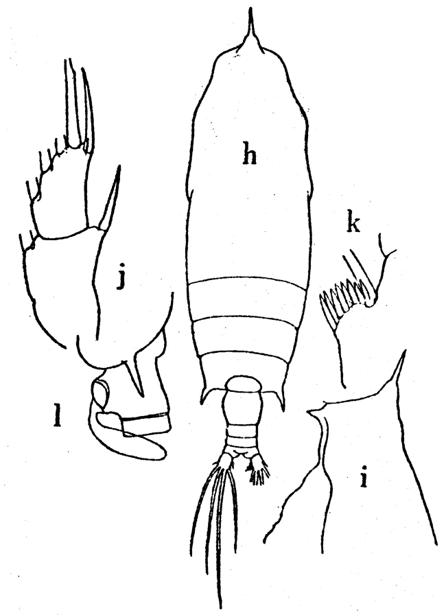 Species Gaetanus miles - Plate 17 of morphological figures