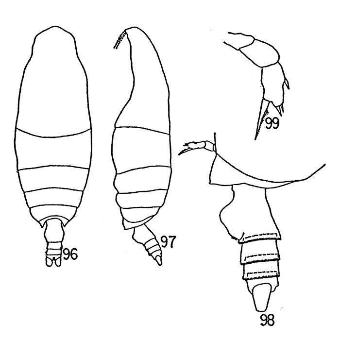 Espèce Falsilandrumius bogorovi - Planche 1 de figures morphologiques