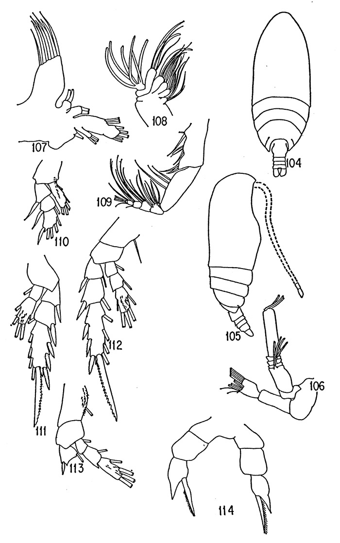Espèce Scolecithricella maritima - Planche 1 de figures morphologiques