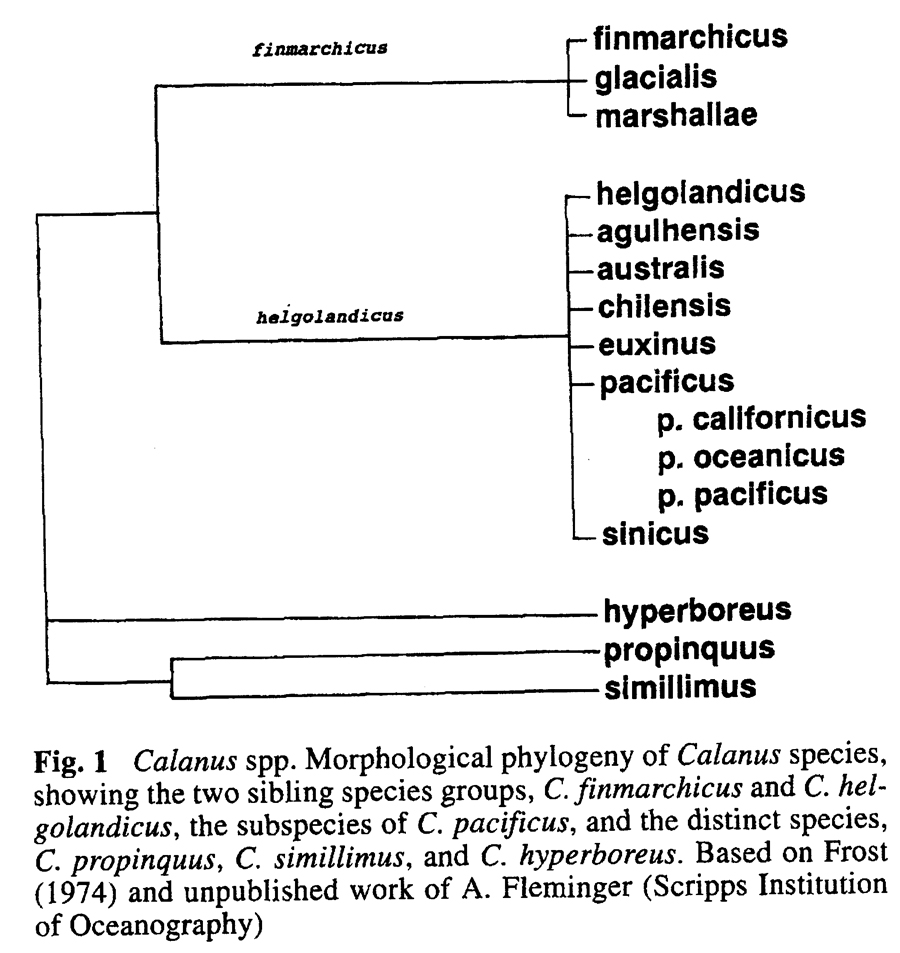 Genre Calanus - Planche 3