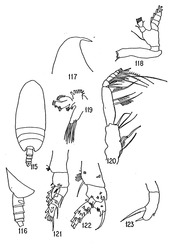 Species Scolecithricella timida - Plate 2 of morphological figures