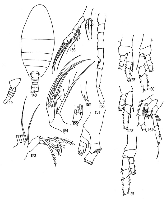 Species Disco inflatus - Plate 1 of morphological figures