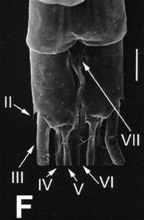 Species Stephos fernandoi - Plate 3 of morphological figures