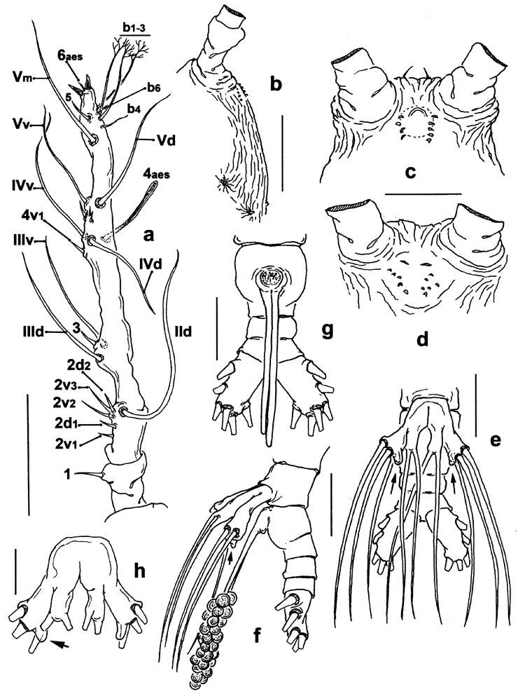 Species Monstrilla grandis - Plate 27 of morphological figures