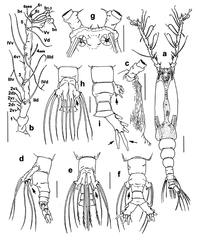 Species Monstrilla grandis - Plate 28 of morphological figures