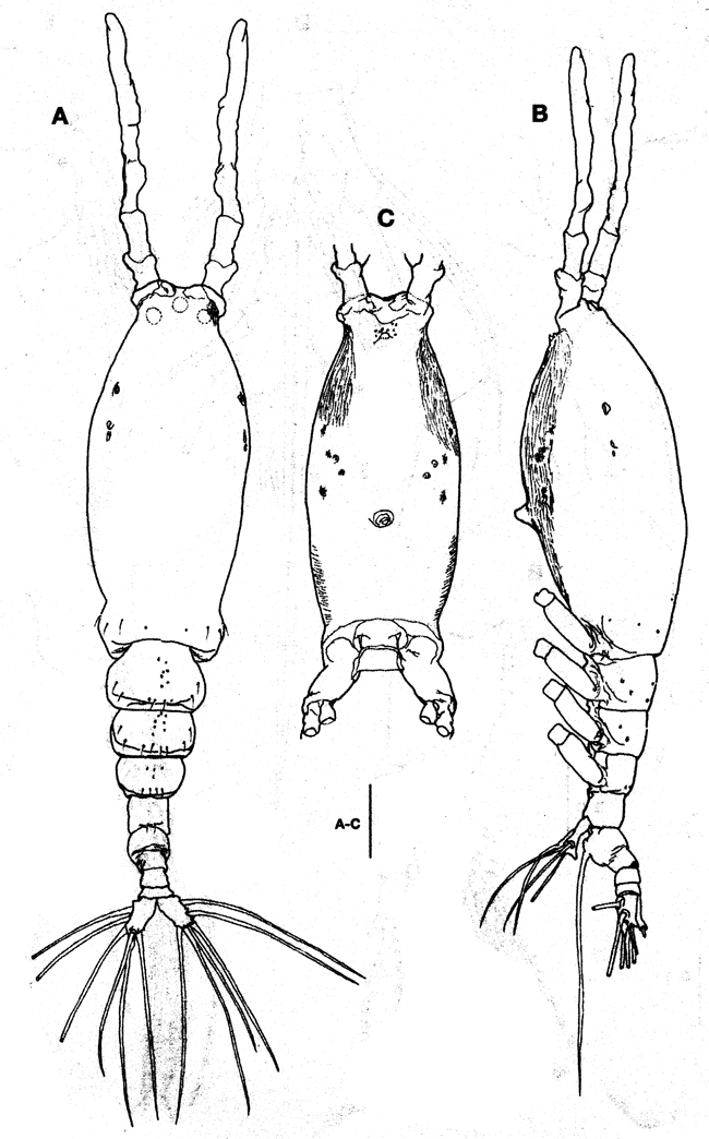 Species Monstrilla grandis - Plate 29 of morphological figures