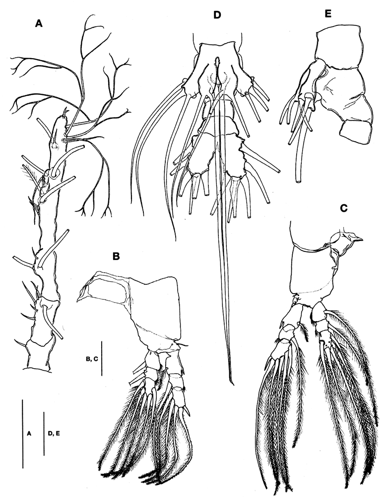 Species Monstrilla grandis - Plate 30 of morphological figures