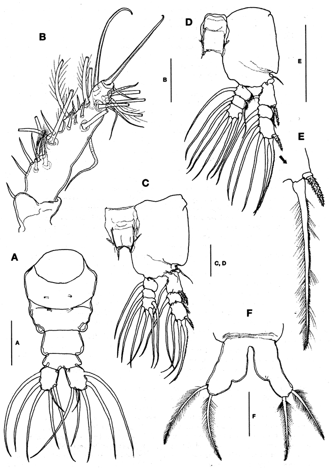 Espce Caromiobenella hamatapex - Planche 7 de figures morphologiques