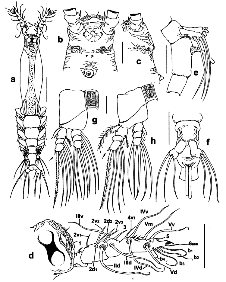 Species Cymbasoma tergestinum - Plate 1 of morphological figures