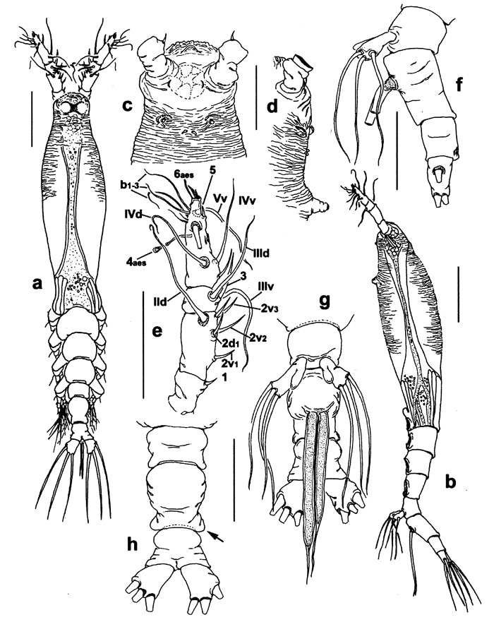 Species Cymbasoma specchii - Plate 1 of morphological figures