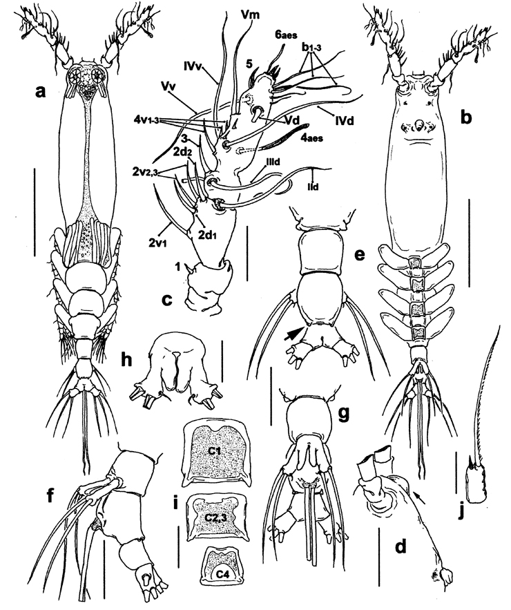 Espèce Cymbasoma pseudobidentatum - Planche 1 de figures morphologiques