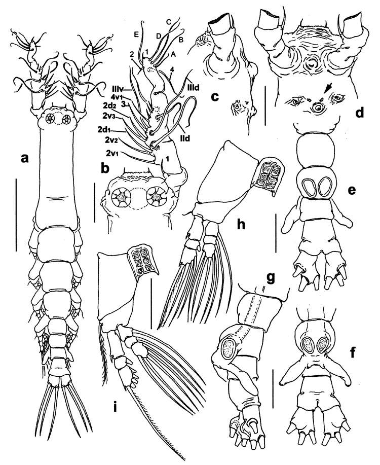Espèce Cymbasoma pseudobidentatum - Planche 2 de figures morphologiques