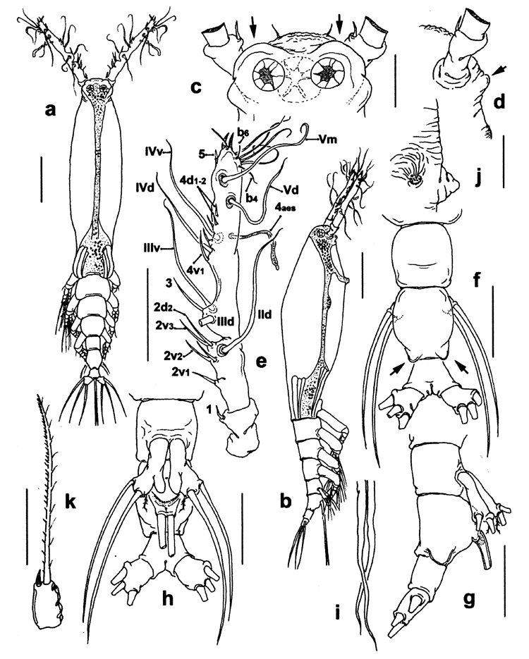 Species Cymbasoma clauderazoulsi - Plate 1 of morphological figures