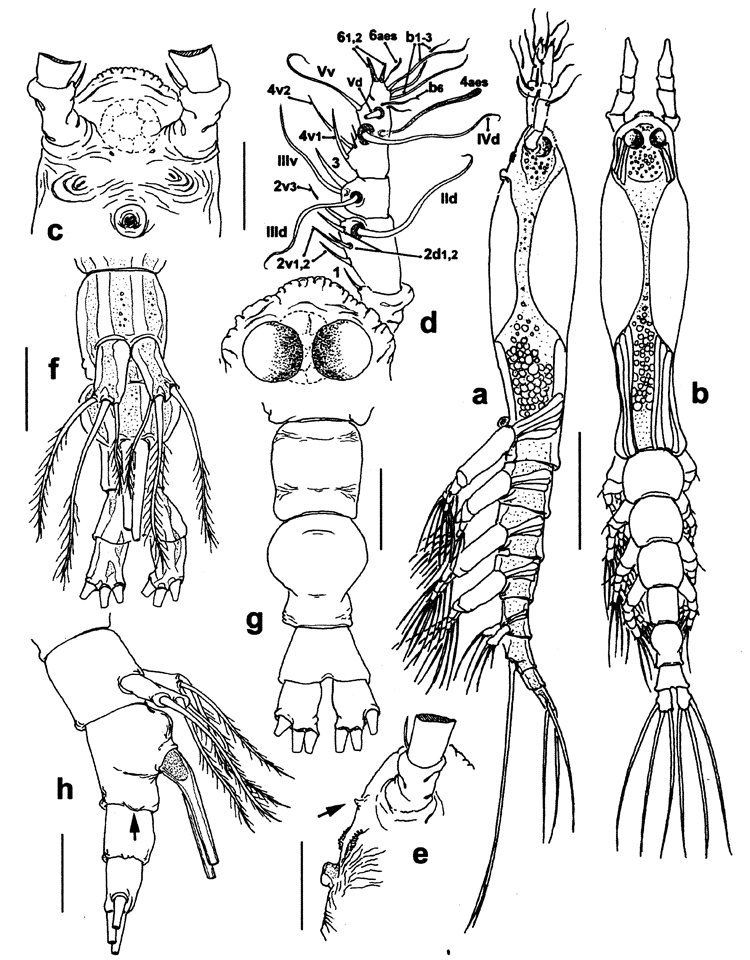 Species Cymbasoma mediterranea - Plate 1 of morphological figures