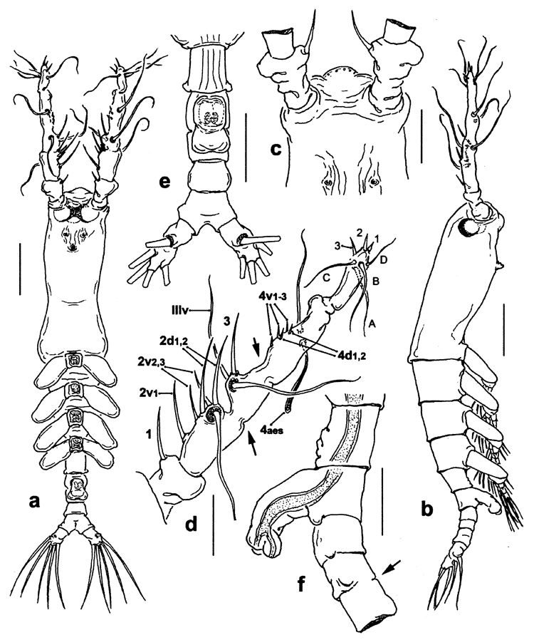 Species Monstrilla ghirardelli - Plate 1 of morphological figures