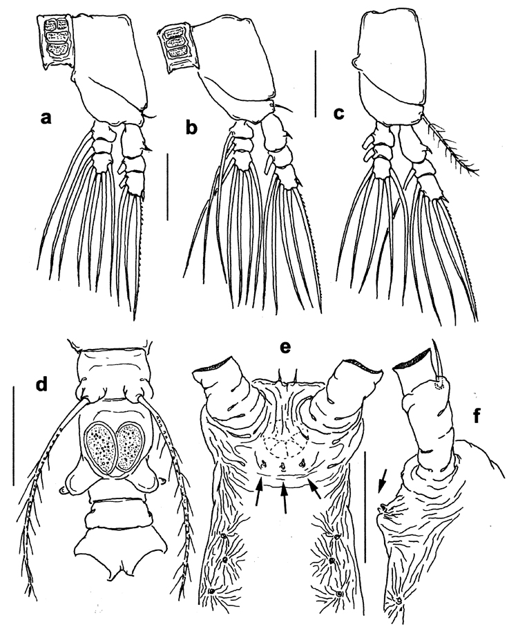 Species Monstrilla ghirardelli - Plate 2 of morphological figures