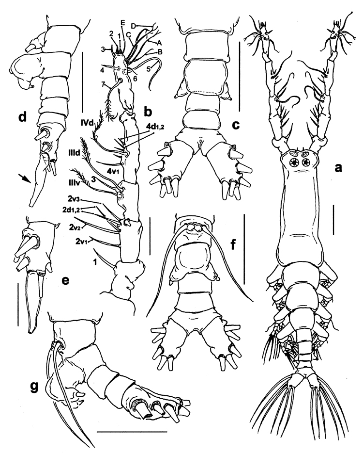 Species Monstrilla grandis - Plate 32 of morphological figures