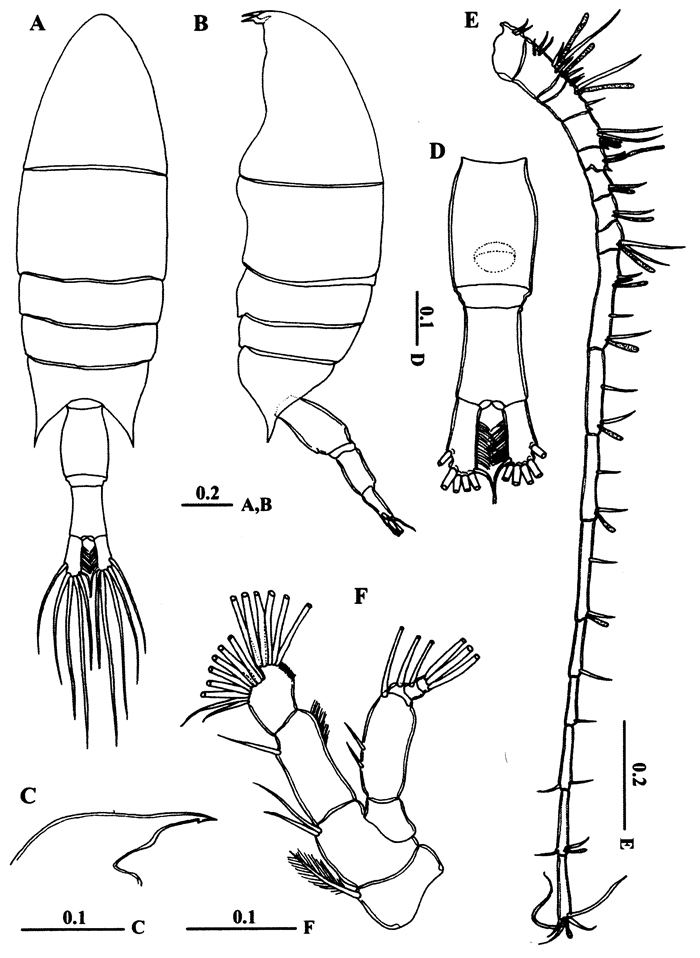 Espce Calanopia tulina - Planche 1 de figures morphologiques