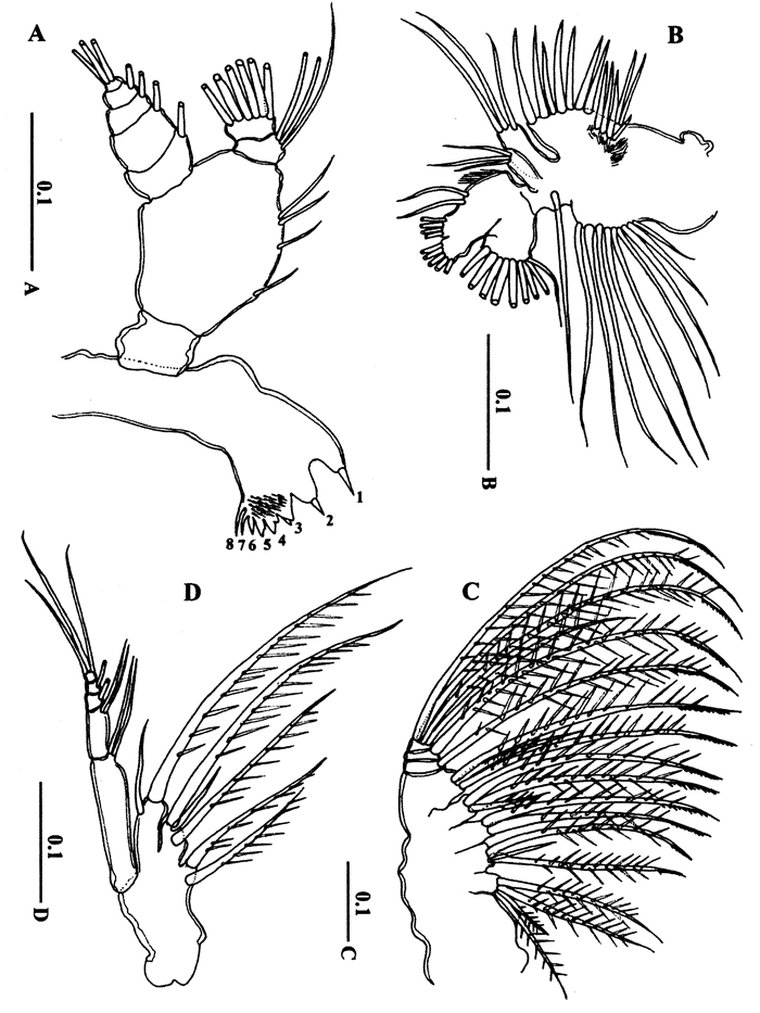 Espce Calanopia tulina - Planche 2 de figures morphologiques