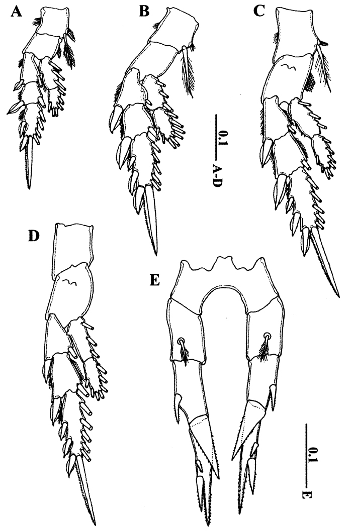 Espce Calanopia tulina - Planche 3 de figures morphologiques