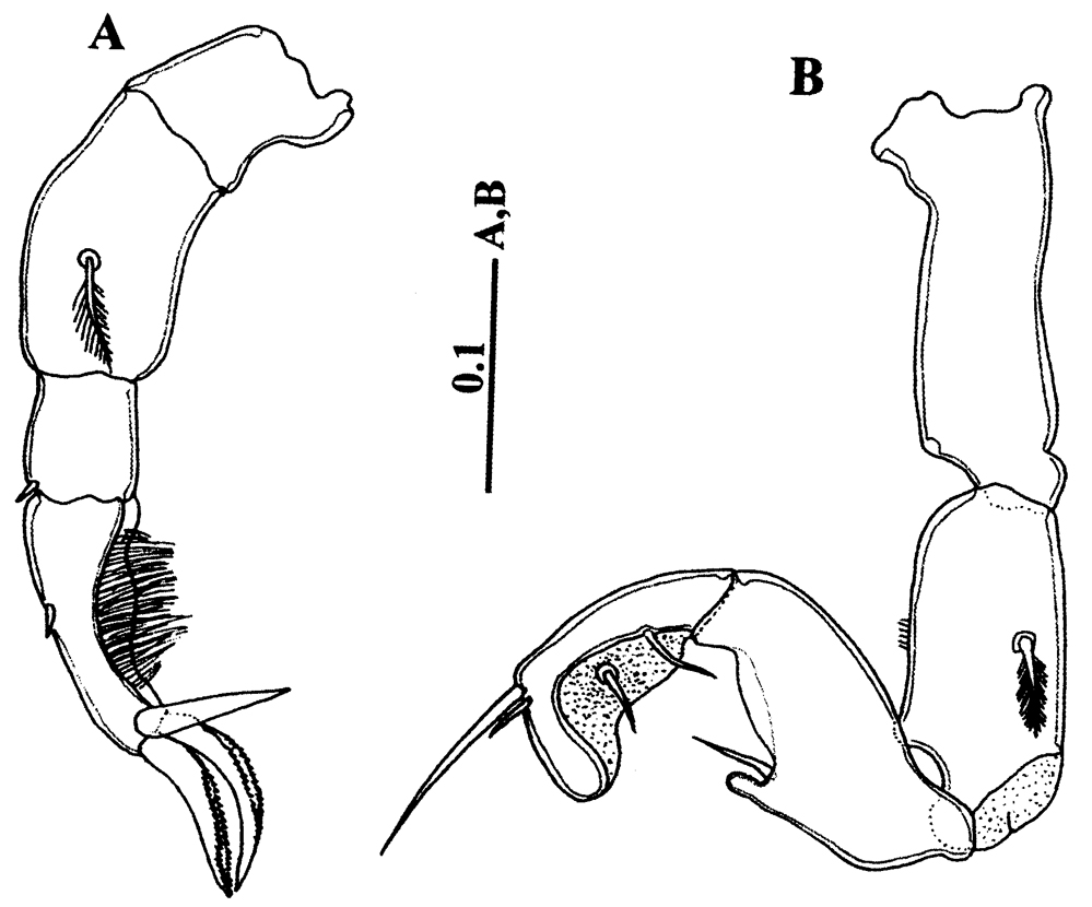 Espce Calanopia tulina - Planche 6 de figures morphologiques