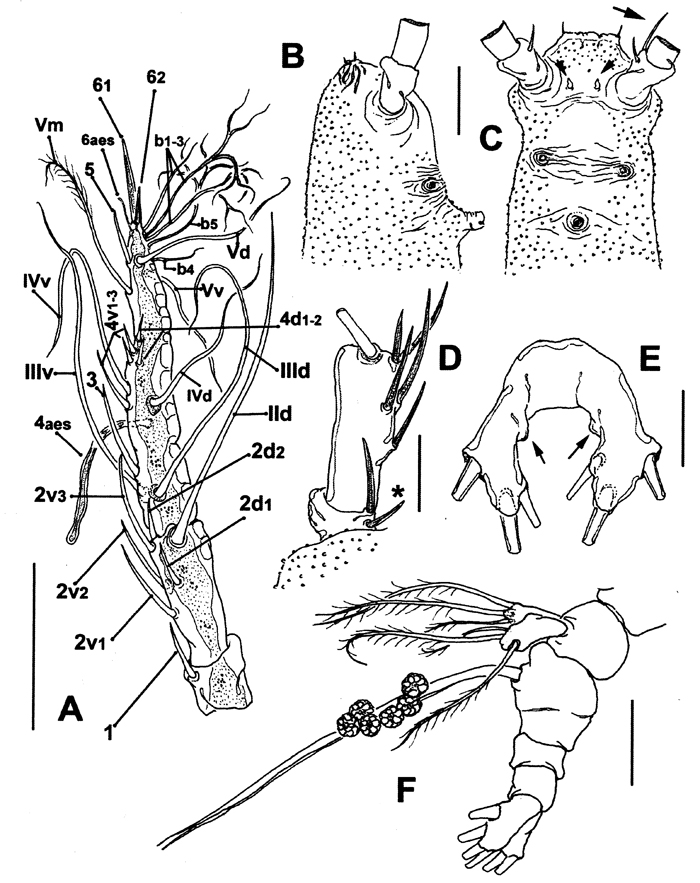 Espce Monstrillopsis planifrons - Planche 2 de figures morphologiques