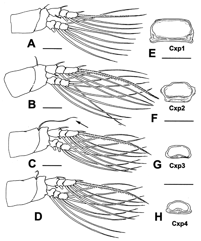 Species Monstrillopsis planifrons - Plate 3 of morphological figures
