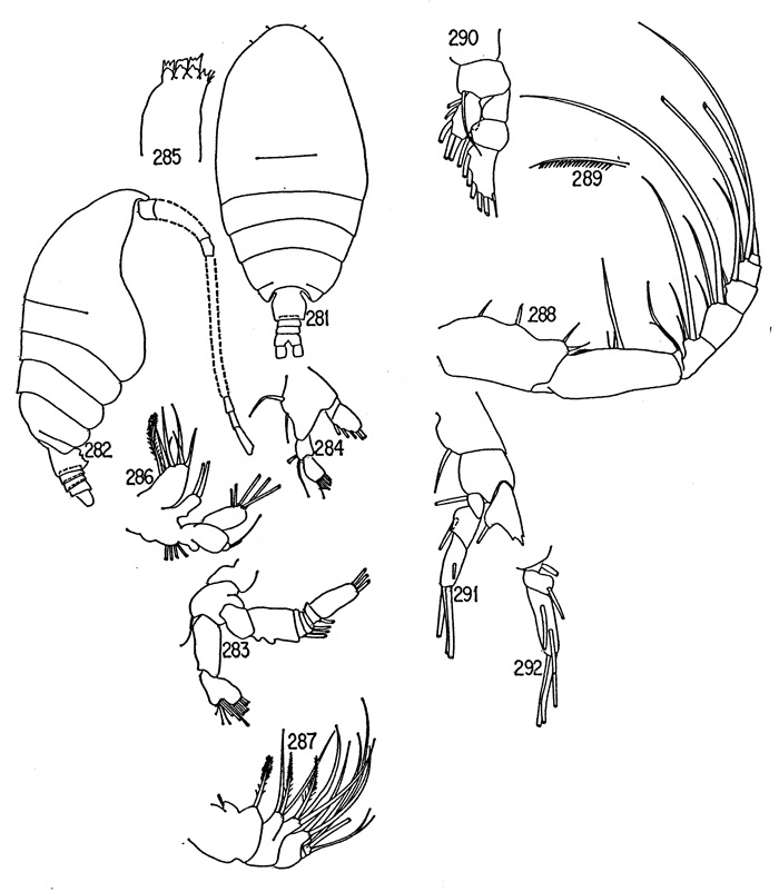 Species Rhinomaxillaris bathybia - Plate 1 of morphological figures