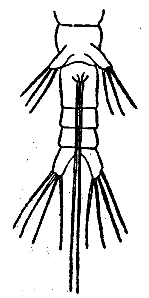 Espce Monstrilla filogranarum - Planche 1 de figures morphologiques