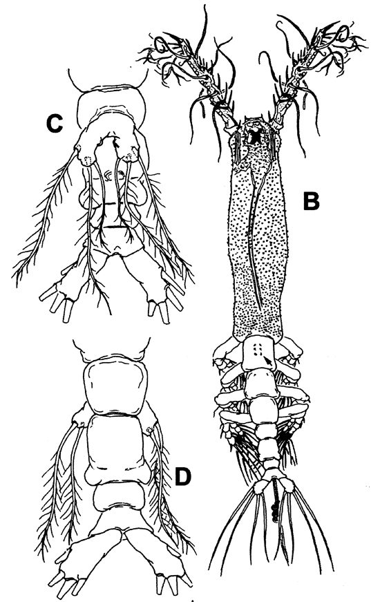 Genre Monstrillopsis - Planche 1