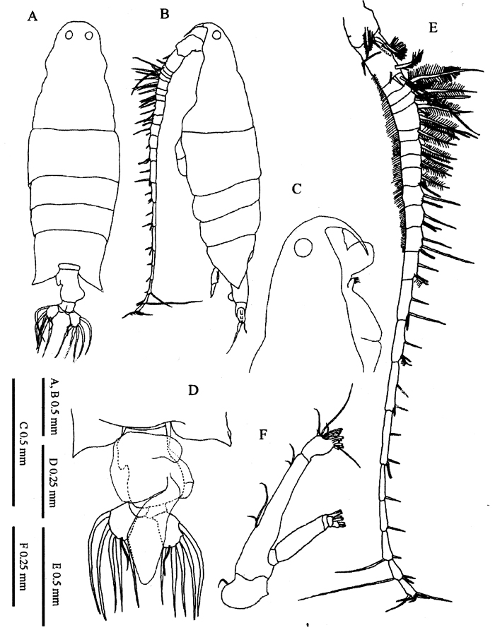 Espèce Labidocera churaumi - Planche 1 de figures morphologiques