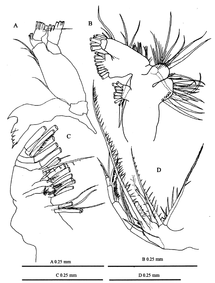 Espèce Labidocera churaumi - Planche 2 de figures morphologiques