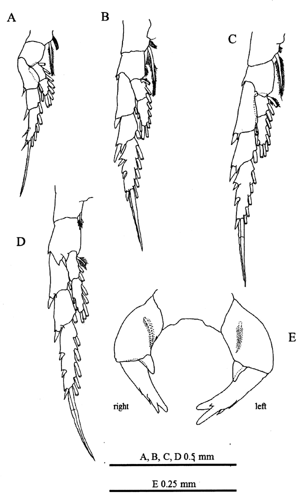 Espèce Labidocera churaumi - Planche 3 de figures morphologiques