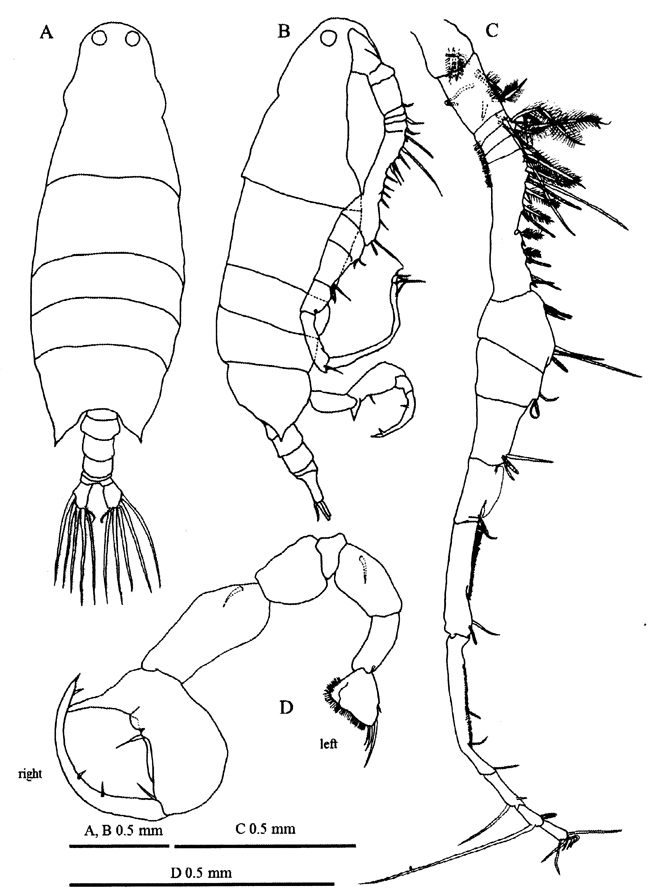 Espèce Labidocera churaumi - Planche 5 de figures morphologiques