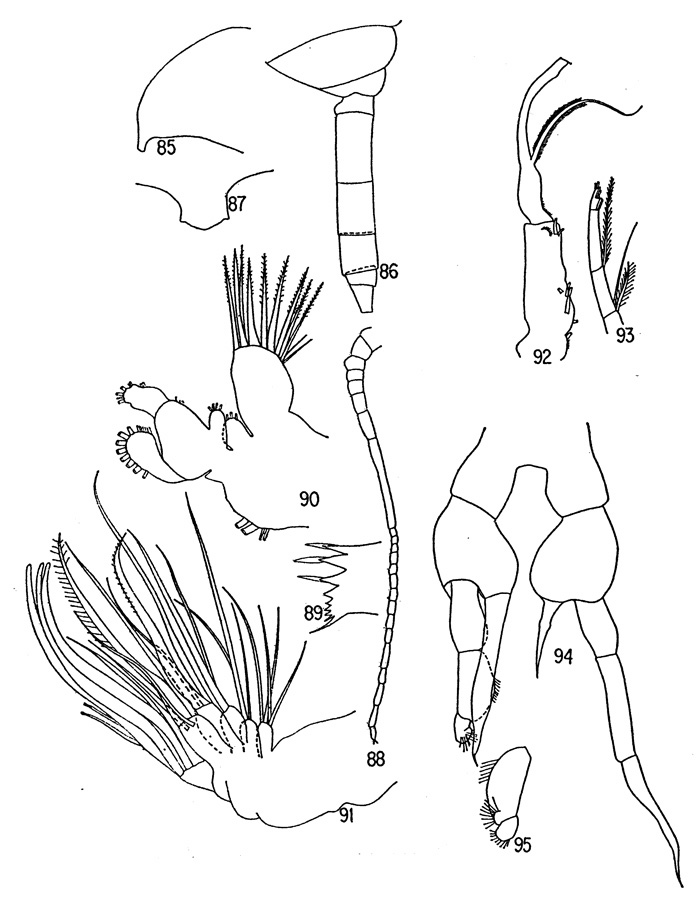 Espèce Parkius sp. - Planche 1 de figures morphologiques