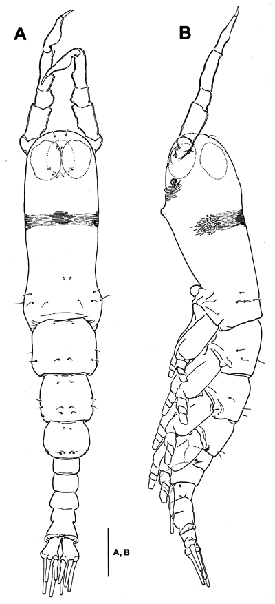 Espce Monstrillopsis longilobata - Planche 1 de figures morphologiques
