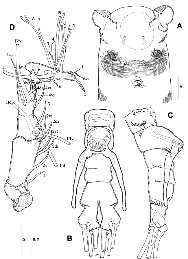 Espce Monstrillopsis longilobata - Planche 2 de figures morphologiques