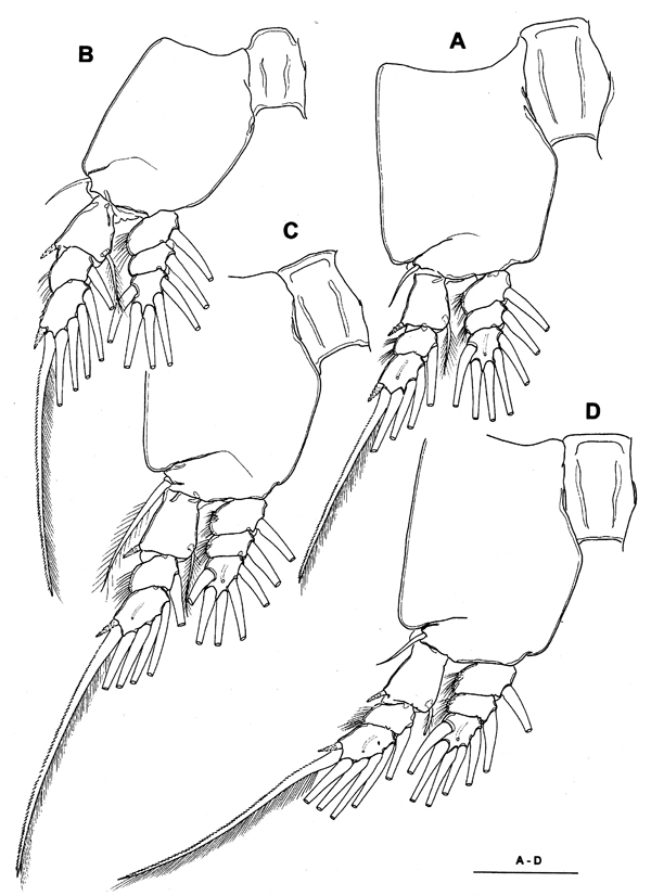 Species Monstrillopsis longilobata - Plate 3 of morphological figures