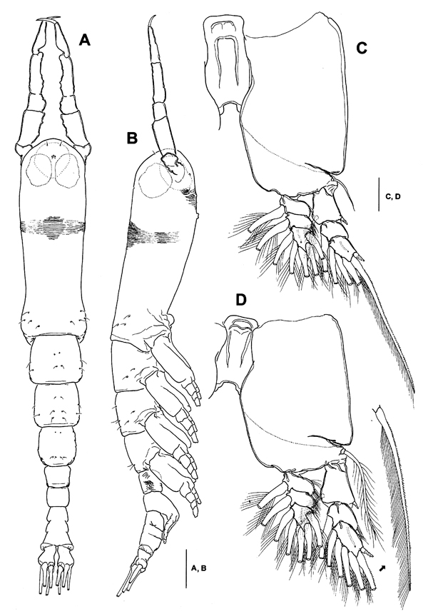Espce Monstrillopsis coreensis - Planche 1 de figures morphologiques